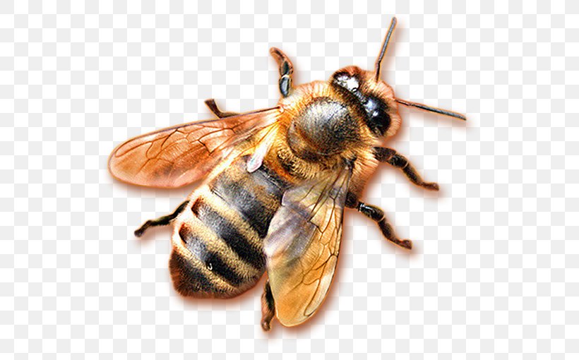 Honey Bee Hornet Honeycomb, PNG, 567x510px, Honey Bee, Arthropod, Bee, Honey, Honeycomb Download Free