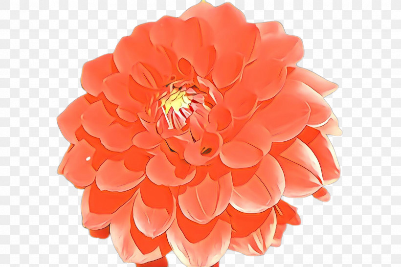 Orange, PNG, 2448x1632px, Petal, Cut Flowers, Dahlia, Flower, Gerbera Download Free