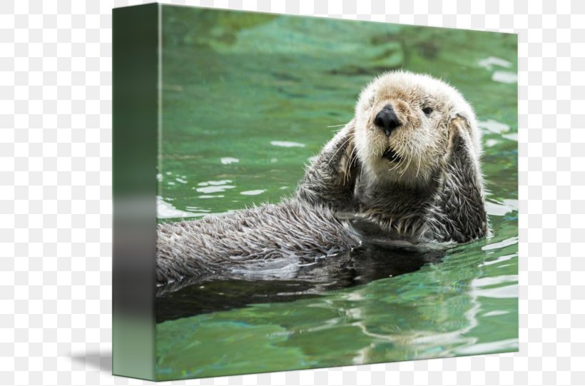Sea Otter Greeting & Note Cards Monterey Bay Marine Mammal, PNG, 650x541px, Sea Otter, Art, Carnivoran, Evil, Fauna Download Free