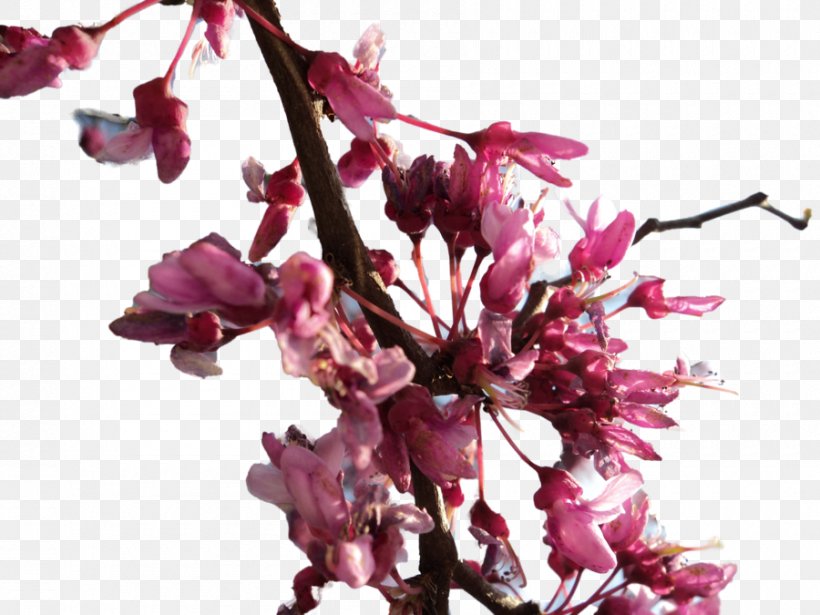 Cherry Blossom Flower Spring, PNG, 900x675px, Cherry Blossom, Blossom, Branch, Cerasus, Cut Flowers Download Free