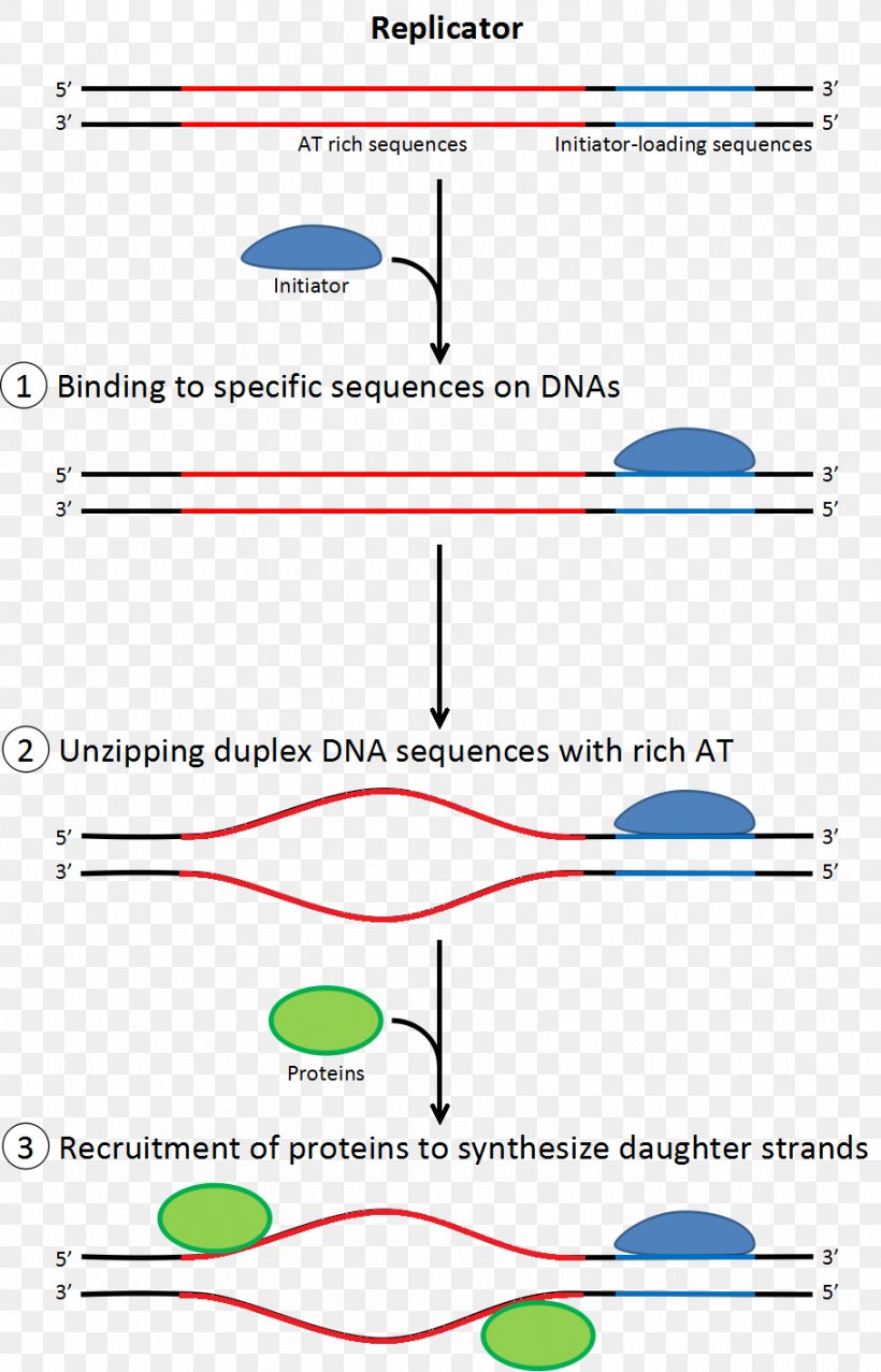 DNA Replication Translation DNA Polymerase Single-stranded Binding Protein, PNG, 909x1416px, Dna Replication, Area, Biology, Cell, Diagram Download Free