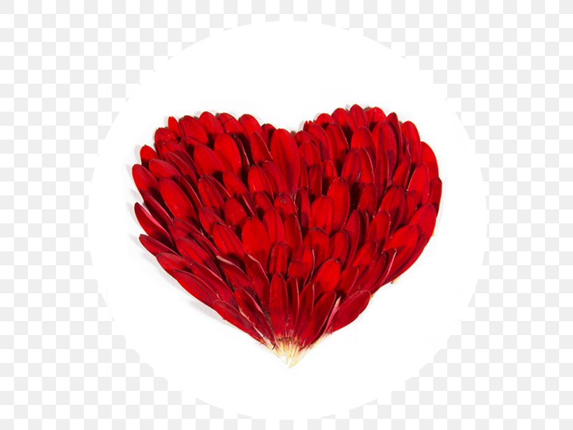 Petal Cut Flowers, PNG, 600x616px, Petal, Cut Flowers, Flower, Heart, Red Download Free