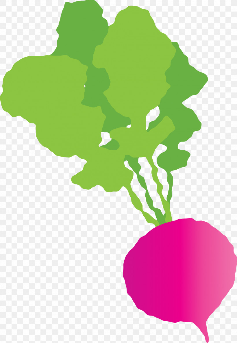 Radish, PNG, 2071x3000px, Radish, Biology, Flora, Flower, Leaf Download Free