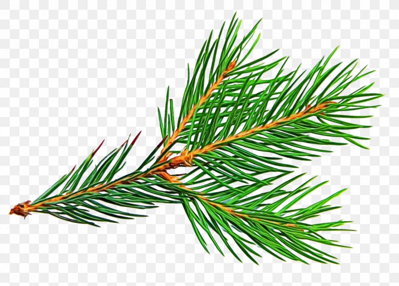 Shortleaf Black Spruce Columbian Spruce Balsam Fir Loblolly Pine Jack Pine, PNG, 1280x917px, Watercolor, Balsam Fir, Columbian Spruce, Jack Pine, Loblolly Pine Download Free
