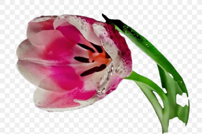 Tulip Cut Flowers Petal Close-up, PNG, 2000x1332px, Watercolor, Closeup, Cut Flowers, Flower, Lily Family Download Free