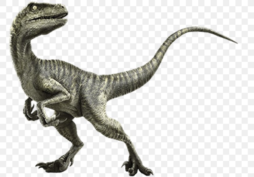 Velociraptor Deinonychus Giganotosaurus Triceratops Spinosaurus, PNG, 800x572px, Velociraptor, Animal Figure, Cretaceous, Deinonychus, Dinosaur Download Free