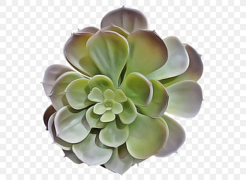 Artificial Flower, PNG, 800x600px, Flower, Artificial Flower, Echeveria, Pachyphytum, Petal Download Free