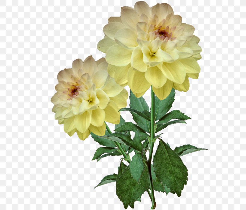 Dahlia Chrysanthemum Cut Flowers Annual Plant Herbaceous Plant, PNG, 700x700px, Dahlia, Annual Plant, Chrysanthemum, Chrysanths, Cut Flowers Download Free