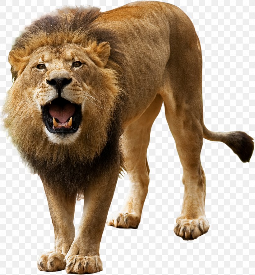 Lion Masai Lion Wildlife Roar, PNG, 1776x1915px, Lion, Masai Lion, Roar, Wildlife Download Free