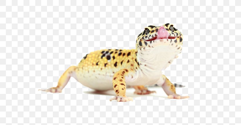 Reptile Common Leopard Gecko Lizard Photography, PNG, 639x426px, Reptile, Animal, Common Leopard Gecko, Eublepharis, Fauna Download Free