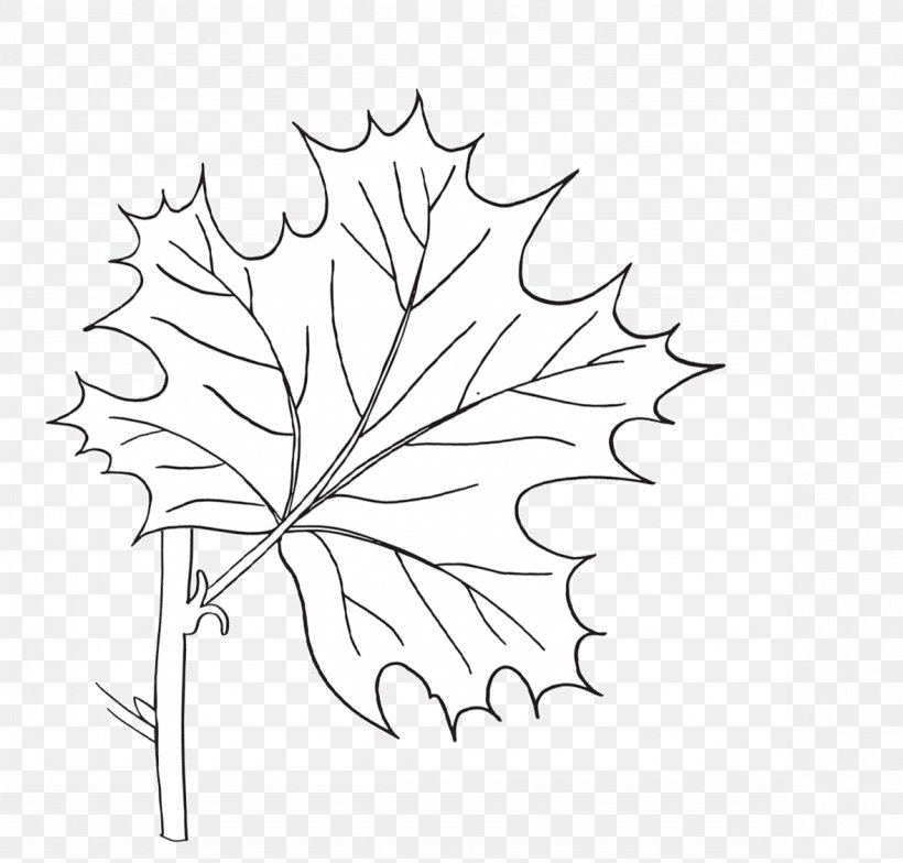 Drawn Maple Leaf Doodle - Maple Leaf Line Drawing - Free Transparent PNG  Clipart Images Download