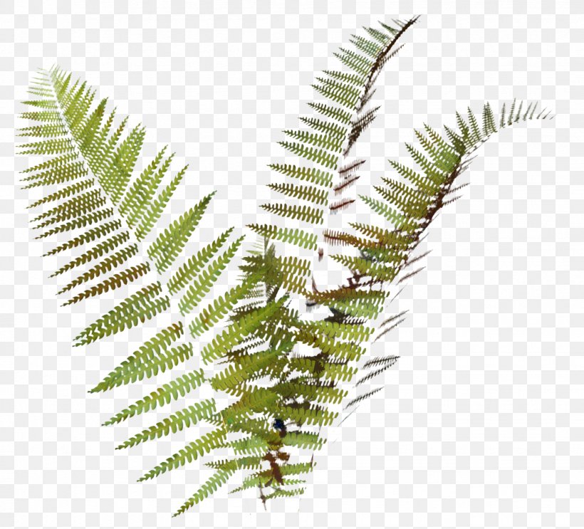Cartoon Palm Tree, PNG, 1951x1770px, Fern, Dicksonia, Editing, Ferns And Horsetails, Flower Download Free