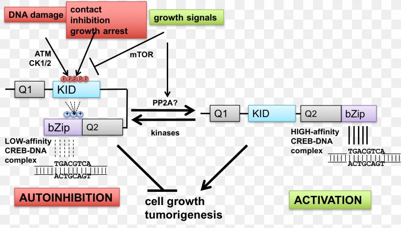 Department Of Human Oncology Doctor Of Philosophy Document Technology, PNG, 1481x845px, Doctor Of Philosophy, Area, Brand, Cell, Cell Growth Download Free