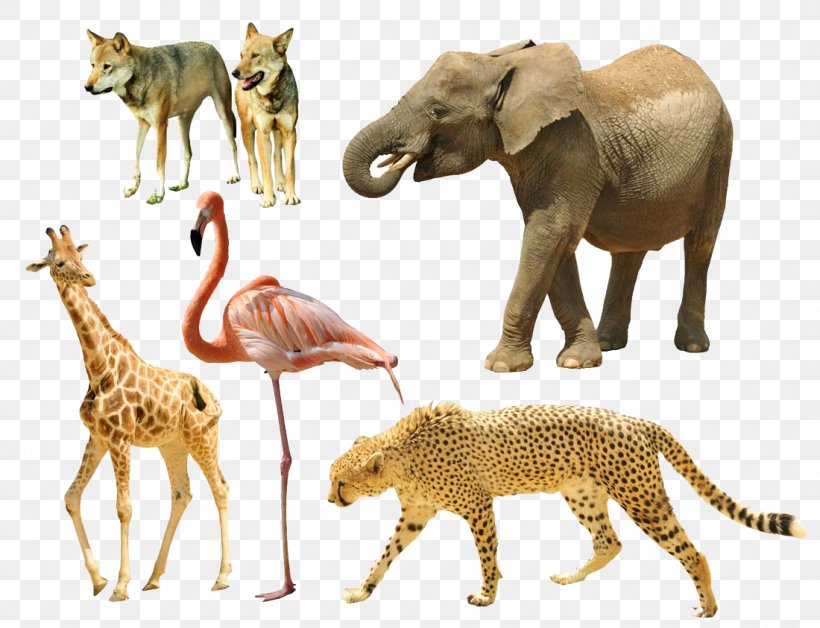 Giraffe Cheetah Tiger Dog Animal, PNG, 1100x843px, Cheetah, African Elephant, Animal, Animal Figure, Domestic Animal Download Free