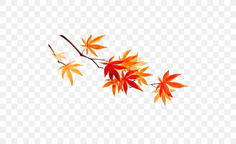 Maple Leaf Autumn, PNG, 600x500px, South Korea, Autumn, Autumn Leaf Color, Branch, Canadian Maple Leaf Download Free