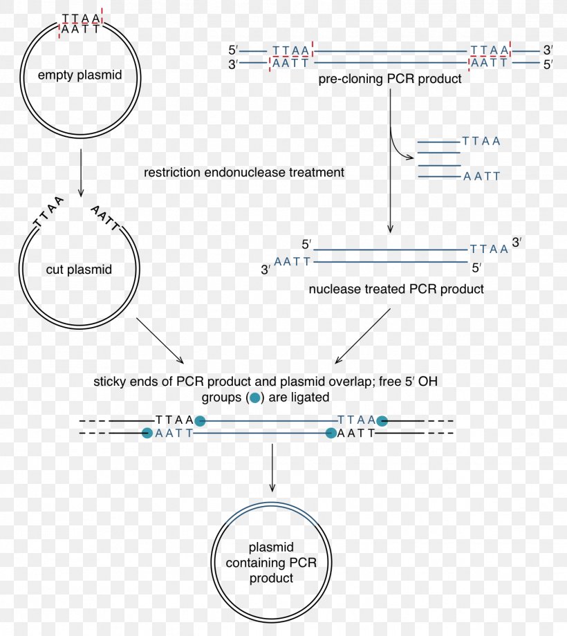 Restriction Site Polymerase Chain Reaction Restriction Enzyme Artificial Gene Synthesis Sticky And Blunt Ends, PNG, 1446x1624px, Restriction Site, Area, Artificial Gene Synthesis, Brand, Diagram Download Free
