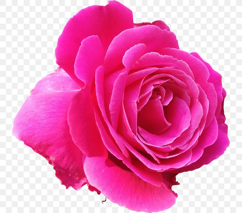 Magenta Flower Stock.xchng Pink Rose, PNG, 738x720px, Magenta, China Rose, Color, Cut Flowers, Floribunda Download Free
