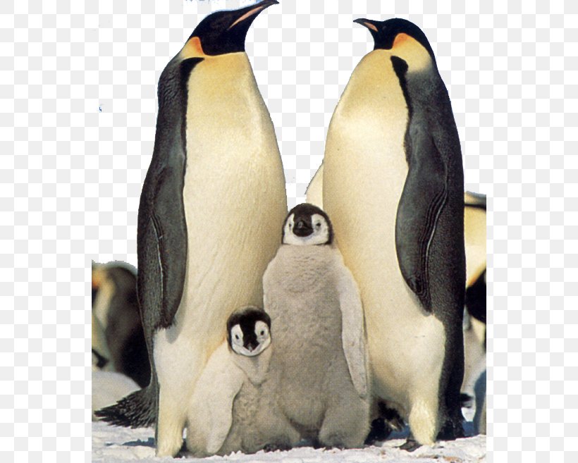 Snow Hill Island Antarctic Peninsula Emperor Penguin King Penguin, PNG, 560x657px, Snow Hill Island, Adxe9lie Penguin, Animal, Antarctic, Antarctic Peninsula Download Free
