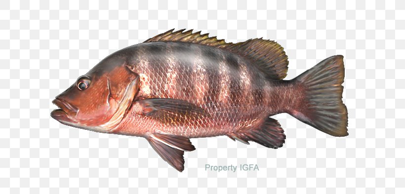 Tilapia Largemouth Bass Freshwater Fish Snapper, PNG, 720x393px, Tilapia, Animal Source Foods, Barramundi, Bass, Bony Fish Download Free