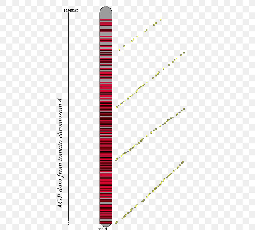 Line Angle Chromosome 4 Font, PNG, 480x740px, Chromosome 4, Chromosome, Rectangle, Tape Measure, Tape Measures Download Free