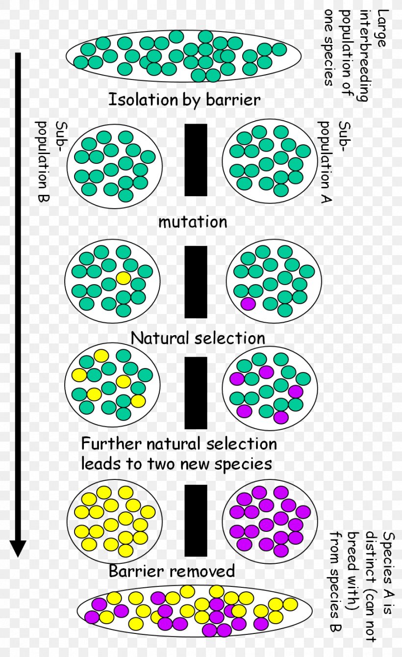 Speciation Geographical Isolation Biology Adaptation And Natural Selection, PNG, 906x1480px, Speciation, Adaptation, Area, Biology, Ecological Niche Download Free