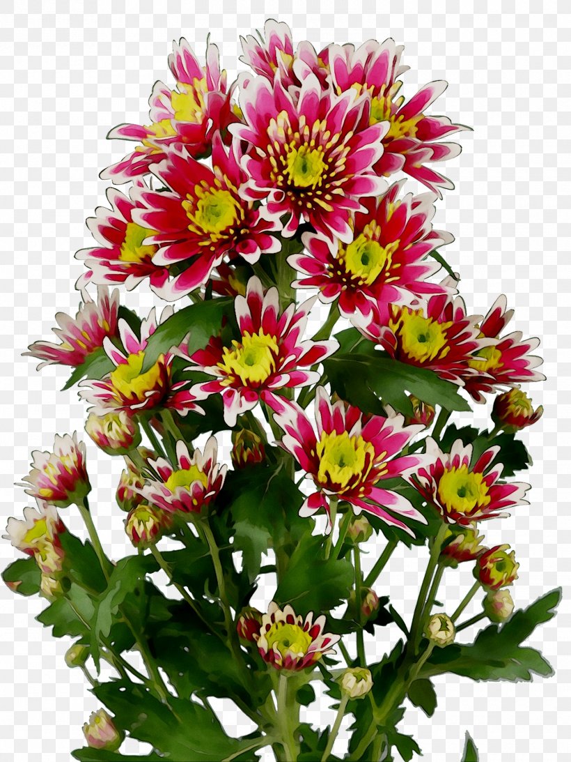 Chrysanthemum Cut Flowers Floral Design Aster, PNG, 1500x2000px, Chrysanthemum, Annual Plant, Artificial Flower, Aster, Blanket Flowers Download Free