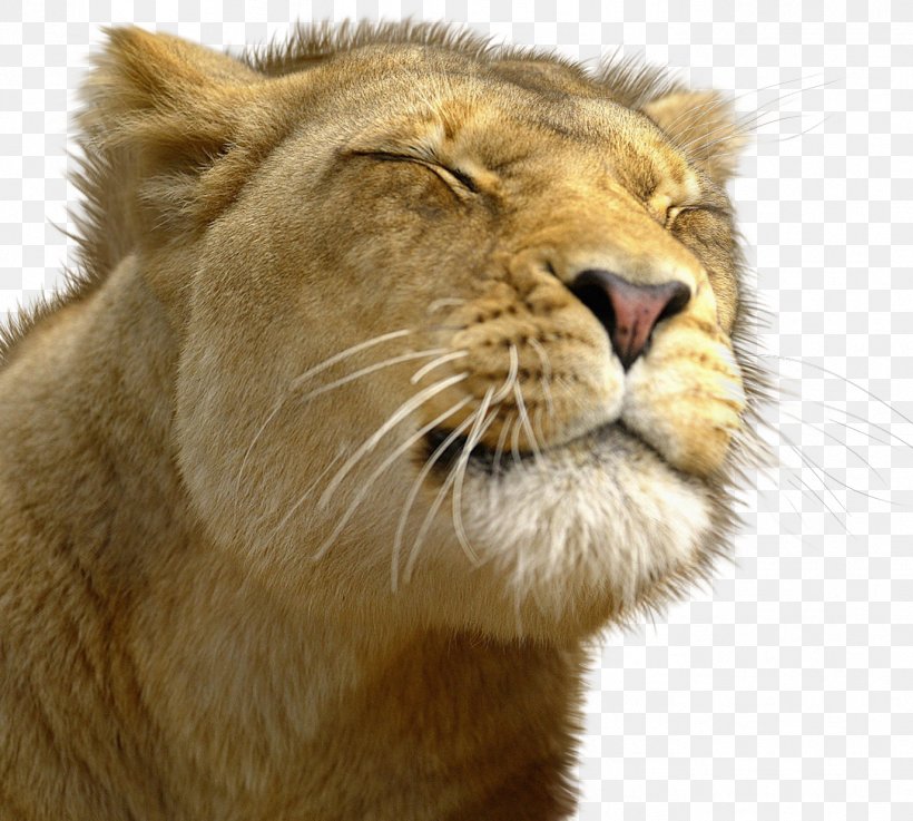 Lion Leopard Cougar Felidae Cat, PNG, 1376x1237px, Lion, Animal, Big Cat, Big Cats, Black Panther Download Free
