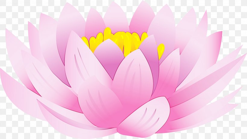 Lotus, PNG, 3000x1686px, Watercolor, Aquatic Plant, Flower, Lotus, Lotus Family Download Free