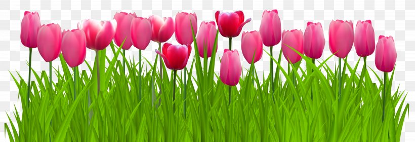 Parrot Tulips Graphics Clip Art, PNG, 8000x2734px, Flower, Color, Flowering Plant, Grass, Grass Family Download Free