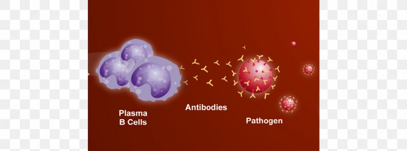 Plasma Cell B Cell Antibody White Blood Cell, PNG, 1366x508px, Plasma Cell, Antibody, Antigen, B Cell, Blood Download Free