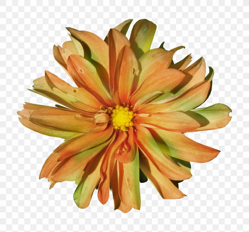 Autumn Flowers, PNG, 1500x1400px, Flower, Autumn, Chrysanths, Cut Flowers, Dahlia Download Free