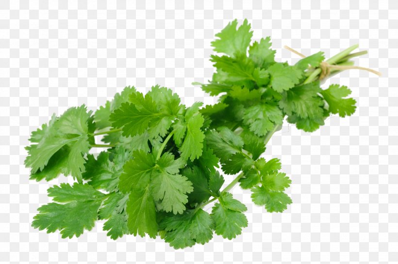 Coriander Stock Photography Image Royalty-free Food, PNG, 2048x1363px, Coriander, Celery, Chervil, Chinese Celery, Coriandrum Download Free