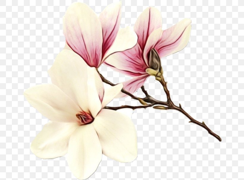 Family Tree Background, PNG, 670x606px, Magnolia, Blossom, Branch, Bud, Chinese Magnolia Download Free