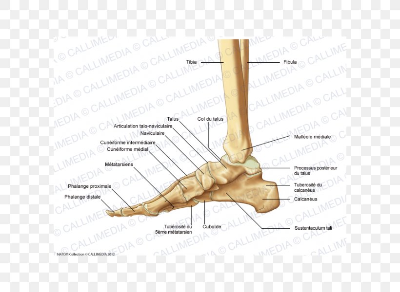 Finger Foot Lateral Bone Anatomy, PNG, 600x600px, Watercolor, Cartoon, Flower, Frame, Heart Download Free