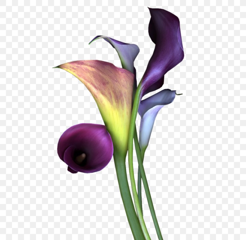 Flower Bouquet Mauve Violet Lavender, PNG, 533x800px, Flower, Arum, Arum Family, Arum Lilies, Blue Download Free