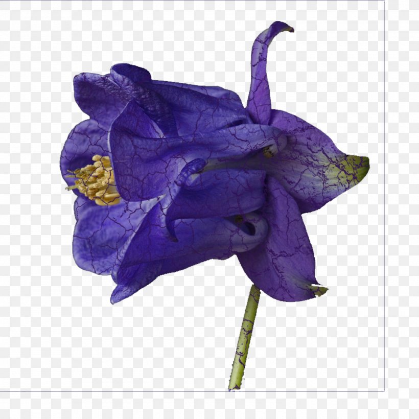 Flower Violet Purple Lavender Lilac, PNG, 1500x1500px, Flower, Bellflower Family, Blue, Campanulaceae, Cobalt Blue Download Free