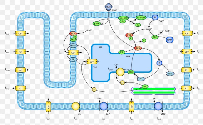 Line Point Technology, PNG, 893x552px, Point, Area, Diagram, Muscle Contraction, Organism Download Free