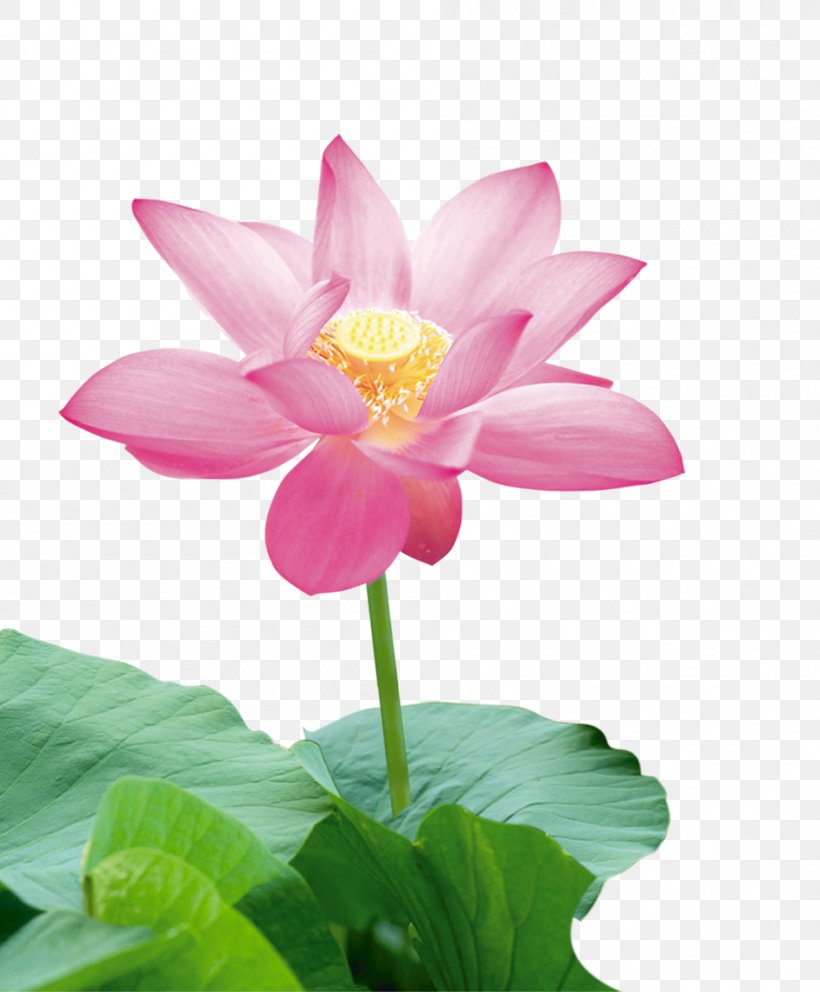 Nelumbo Nucifera Icon, PNG, 948x1148px, Nelumbo Nucifera, Aquatic Plant, Flora, Flower, Flowering Plant Download Free
