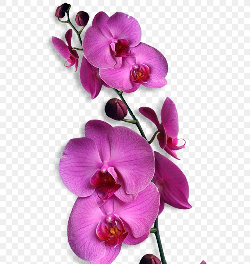 Orchids Phalaenopsis Amabilis Flower Bunga Nasional Indonesia Clip Art, PNG, 540x868px, Orchids, Arabian Jasmine, Budidaya Anggrek, Bunga Nasional Indonesia, Dendrobium Download Free