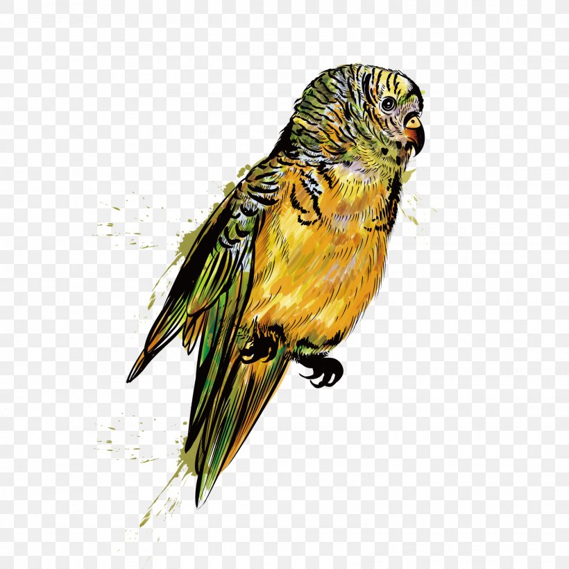 Parrot Bird Budgerigar Illustration, PNG, 1600x1600px, Parrot, Beak, Bird, Budgerigar, Cartoon Download Free