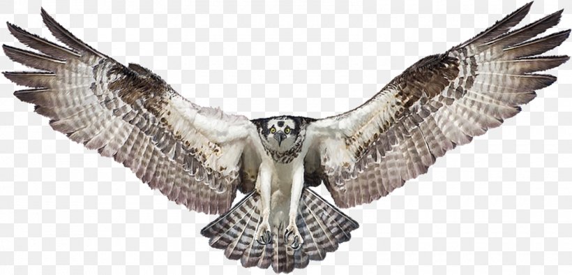 Bald Eagle Drawing Osprey, PNG, 1600x770px, Bald Eagle, Accipitriformes, Art, Beak, Bird Download Free