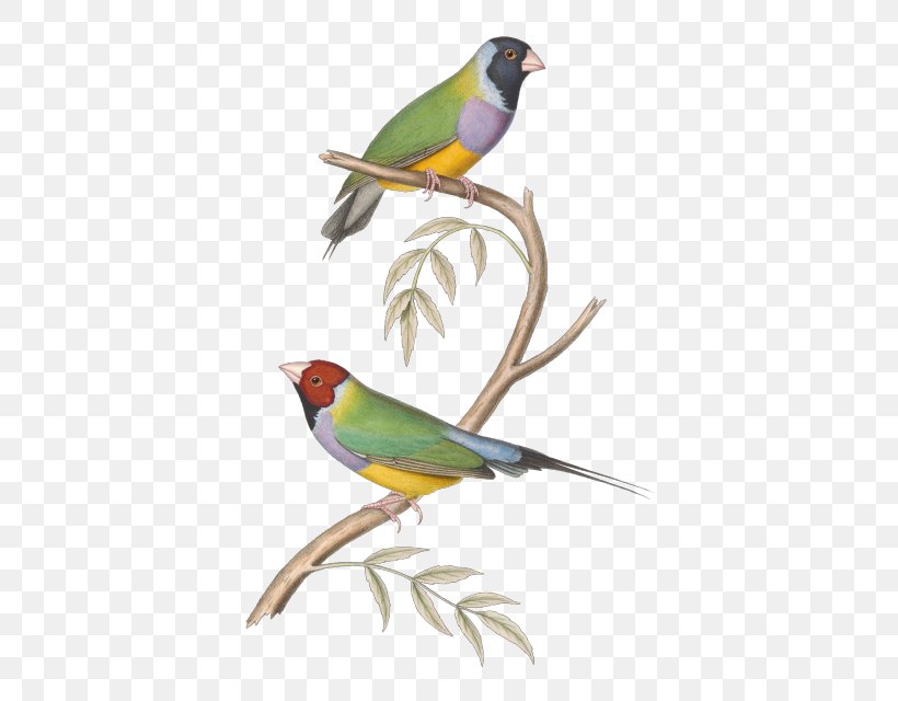 Finches Bird Paper Drawing Clip Art, PNG, 494x640px, Finches, Art, Beak, Bird, Birds Download Free