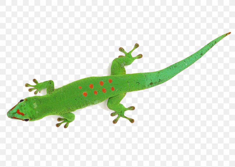 Lizard Chameleons Animation Madagascar Day Gecko, PNG, 1024x727px, Lizard, Animal, Animation, Chameleons, Fauna Download Free