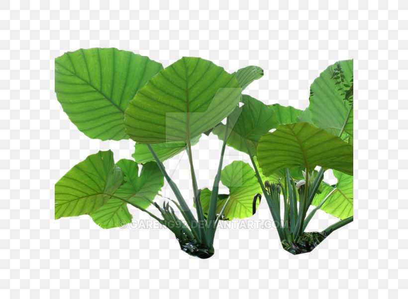 Nelumbo Nucifera Colocasia Gigantea Plant Stem Leaf, PNG, 600x600px, Nelumbo Nucifera, Colocasia Gigantea, Forest, Grass, Jungle Download Free