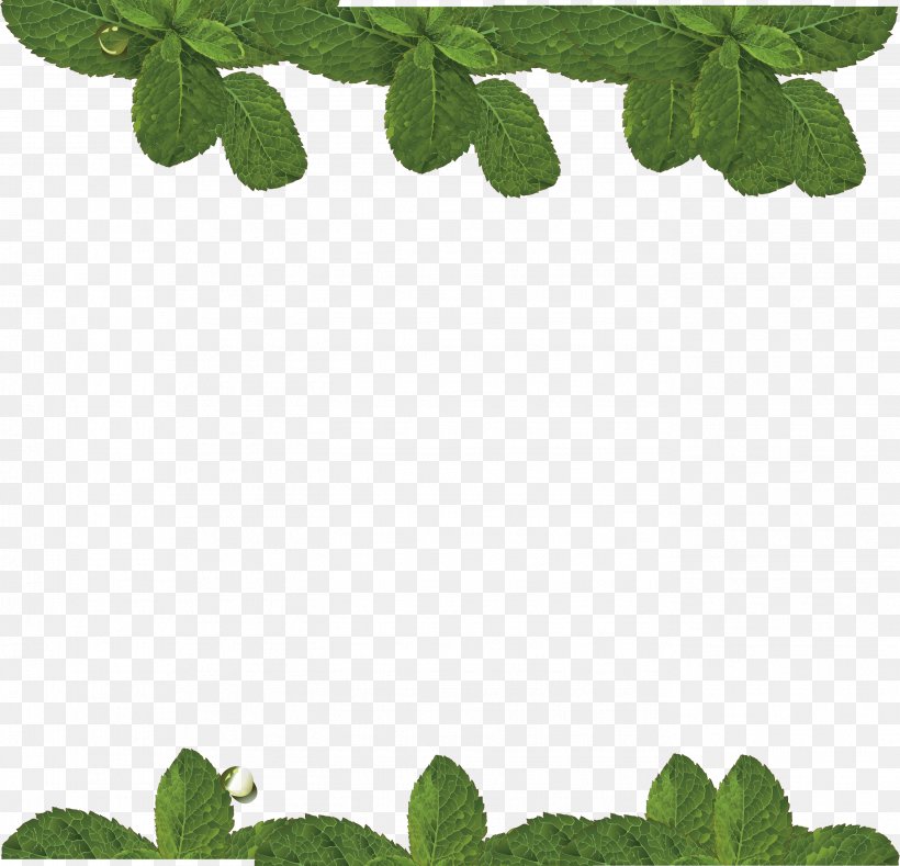 Water Mint Leaf, PNG, 2749x2646px, Water Mint, Cartoon, Grass, Green, Ivy Download Free