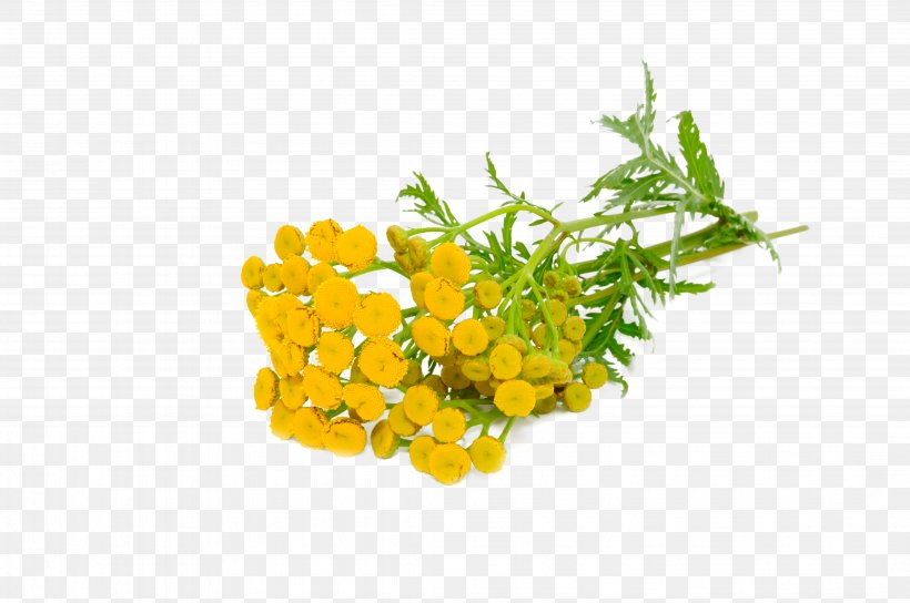 Essential Oil Tansy Fragrance Oil Everlasting Flowers, PNG, 4288x2848px, Essential Oil, Argan, Argan Oil, Bath Salts, Blue Download Free