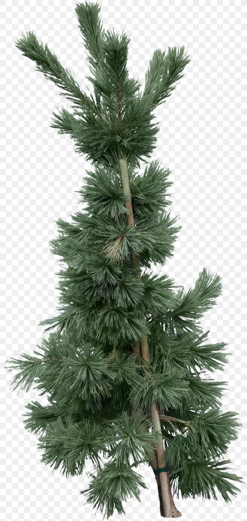 Fir Tree, PNG, 1368x2881px, Fir, Branch, Christmas Decoration, Christmas Tree, Conifer Download Free