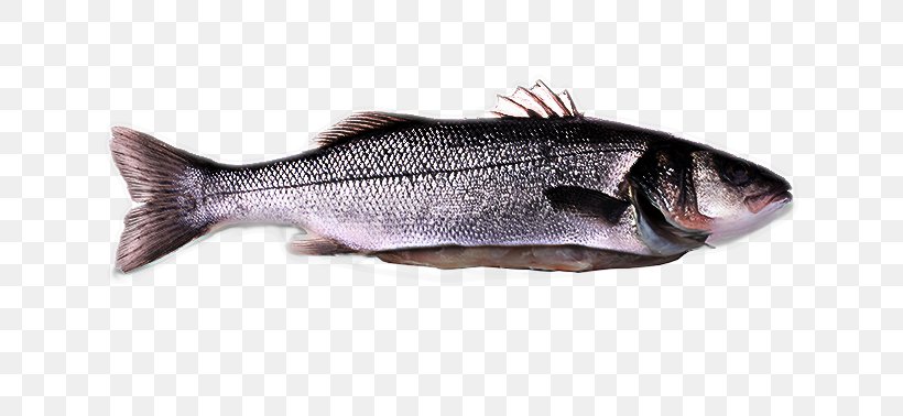 Fish Fish Bass Fish Products Oily Fish, PNG, 800x378px, Fish, Bass, Bonyfish, Fish Products, Forage Fish Download Free