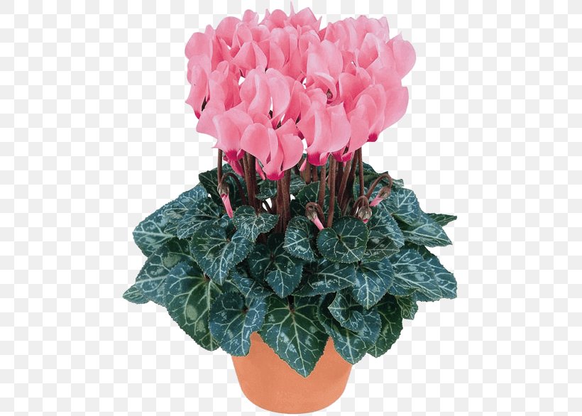 Flowers Background, PNG, 479x586px, Houseplant, Anthurium, Cut Flowers, Cyclamen, Cyclamen Persicum Download Free