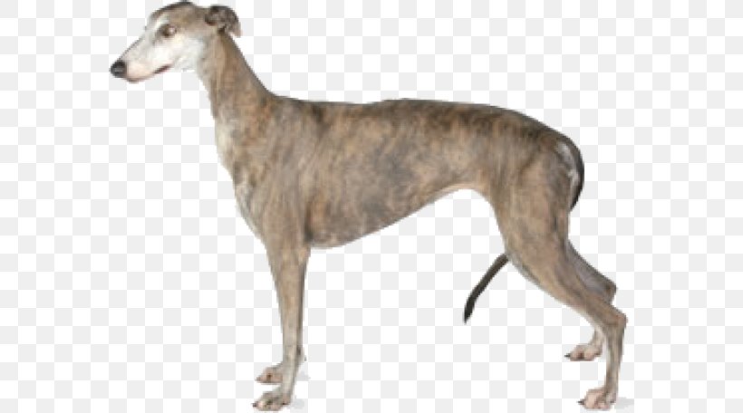 Italian Greyhound Afghan Hound Ibizan Hound Basset Hound, PNG, 580x456px, Greyhound, Afghan Hound, American Staghound, Animal, Animal Sports Download Free